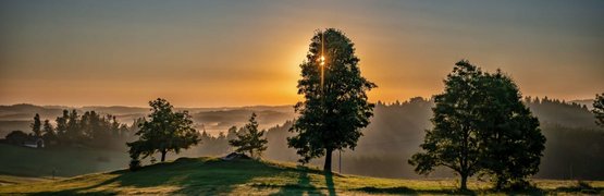 Sonnenaufgang hinter Bäumen auf einer grasbewachsenen Hügelkuppe