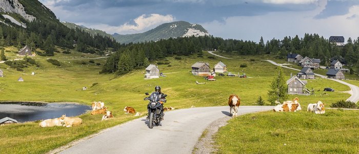 Motorradfahrer auf Landstraße mit Kühen und Bergen unter bewölktem Himmel