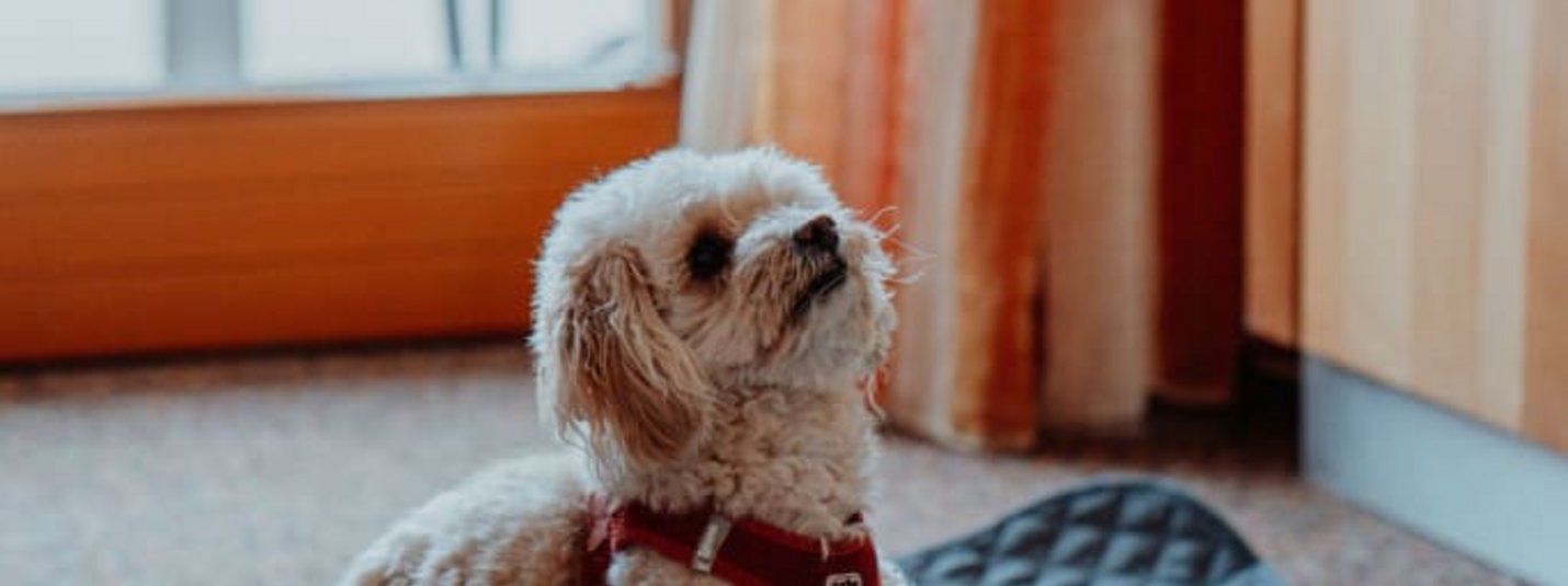 Urlaub mit Hund Kleiner Hund mit rotem Geschirr auf Decke neben Futternäpfen