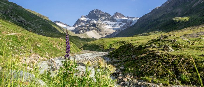 Gebirgslandschaft mit Fluss und Wildblumen unter klarem Himmel
