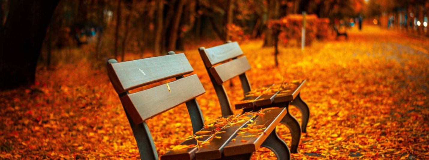 Herbst Aktion Zwei Parkbänke mit Herbstlaub bedeckt in einem von Bäumen gesäumten Park