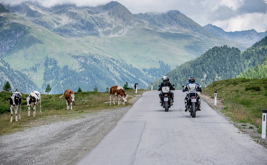 Motorradurlaub in Osttirol – Großglockner – Lienzer Dolomiten © Armin Kleinlercher Motorradfahrer fahren auf Bergstraße neben grasenden Kühen unter bewölktem Himmel