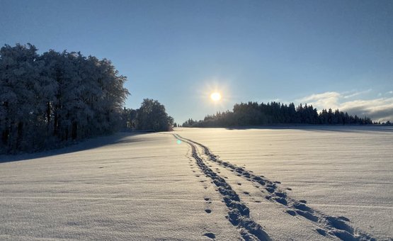 Schneespuren führen durch ein sonniges Winterfeld mit vereisten Bäumen