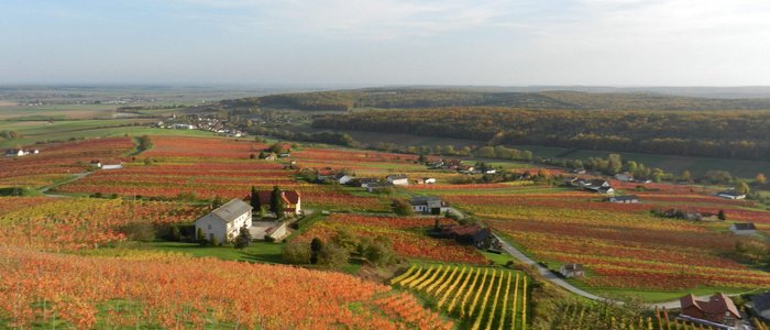 Bunter Weinberg im Herbst mit Häusern und Wald im Hintergrund