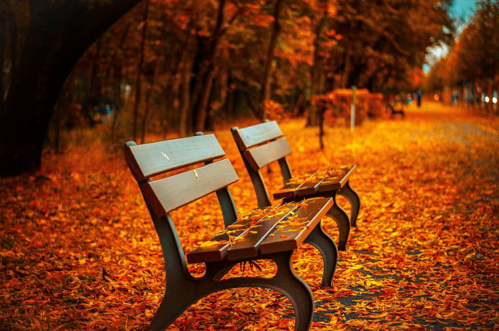Herbst Aktion Zwei Parkbänke mit Herbstlaub bedeckt in einem von Bäumen gesäumten Park