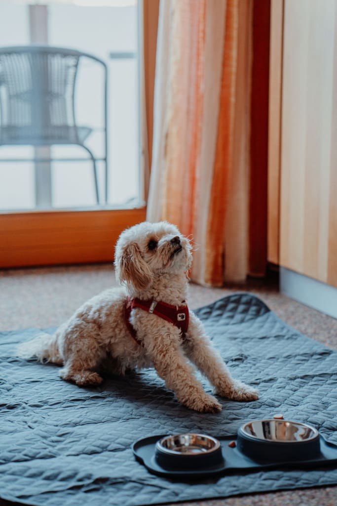 Kleiner Hund mit rotem Geschirr auf Decke neben Futternäpfen